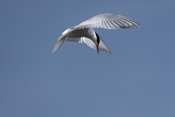 Sticker - Eine Seeschwalbe im Flug am Blauen himmel