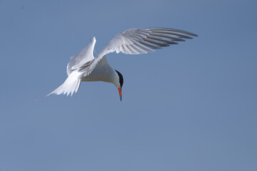 Poster - eine Seeschwalbe im Flug am blaeuen Himmel