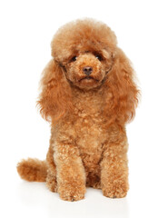 Sticker - Toy poodle sitting on a white background