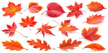 Collection Of Red Autumn Leaves Isolated On White Background