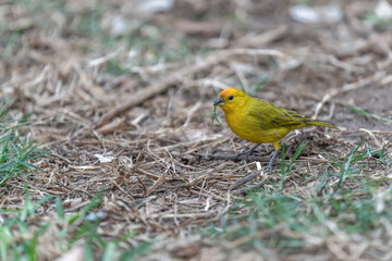 Wall Mural - saffron finch on the grass