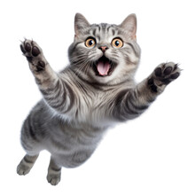 Jump Shorthair Cat Isolated On Transparent Background Cutout