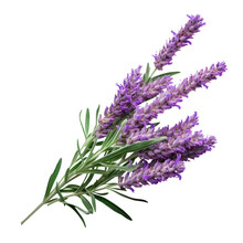 Bunch Of Lavender Isolated On Transparent Background Cutout