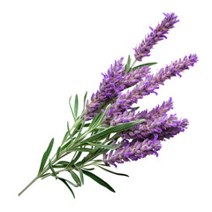 bunch of lavender isolated on transparent background cutout