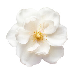 Wall Mural - white flower isolated on transparent background cutout
