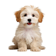 Cute Maltipoo Puppy Posing On Transparent Backround.