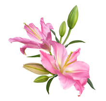 Pink Lily Flower Bouquet Isolated On Transparent Background