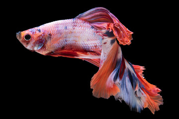 Wall Mural - Multi-color Siamese fighting fish swimming in isolation against a black background creates a captivating and striking image, showcasing the fish's vibrant and radiant colors.