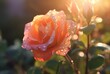 Rose flower with raindrops and sun blurred background. generative ai