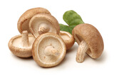 Fototapeta Kuchnia - Shiitake mushroom on the White background