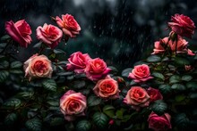 As Rain Begins To Fall, Dark Clouds Gather Ominously Above A Bed Of Exquisite Rose Flowers. The Once Vibrant Petals Now Stand Drenched, Their Colors Muted And Veiled By The Relentless Downpour. 