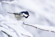 Winter Scene With A Cute Coal Tit. Titmouse Sitting On The Branch. Periparus Ater