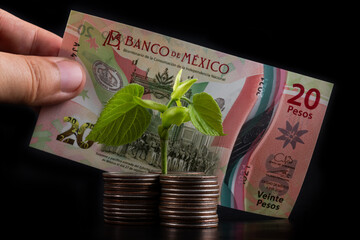 Stacks of coins, a young sprout with green leaves and a 20 mexican peso note