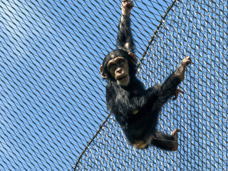 Wall Mural - A playful young Western Chimpanzee, Pan troglodytes verus, swings on the steel netting of a zoo enclosure.