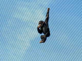 Wall Mural - A playful young Western Chimpanzee, Pan troglodytes verus, swings on the steel netting of a zoo enclosure.