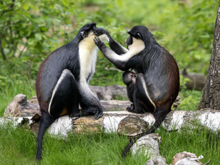 Wall Mural - Two female Diana Money, Cercopithecus diana, grooming each other's fur.