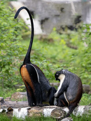 Wall Mural - Two female Diana Money, Cercopithecus diana, grooming each other's fur.