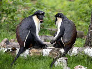 Wall Mural - A pair of Diana Money, Cercopithecus diana, sit on a trunk and observe the surroundings.