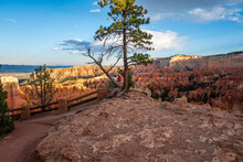 Spectators Behind A Pine Tree At Bryce Canyon