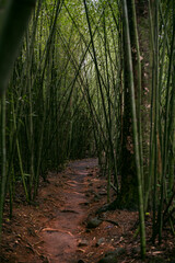 Sticker - a bamboo forest