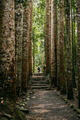 Poster - Avenue of Kauri pines in the rainforest