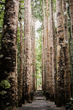 Avenue Of Kauri Pines In The Rainforest