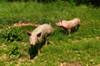 Schweine in Freilandhaltung