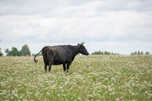 Black Cow With Horns Is Grazing In A Meadow Of White Flowers And Green Grass Under A Blue Sky