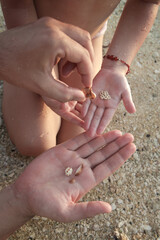 Wall Mural - Collecting pebbles and shells on the beach. Concept of playing and loving nature.