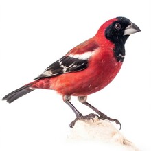 Crimson-collared Grosbeak Bird Isolated On White. Generative AI