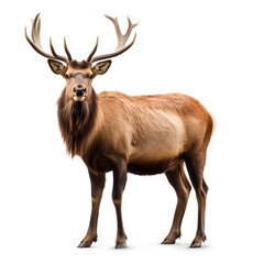 Wall Mural - elk on isolated transparent background