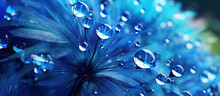 Transparent Drops Of Water On A Dandelion Macro Flower. Sparkling Droplets Water. Beautiful Bright Blue Floral Background.