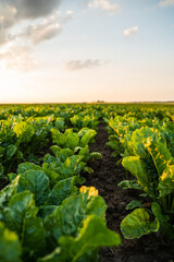 Wall Mural - Rows of sugar beet field with leafs of young plants on fertile soil. Beetroots growing on agricultural field. The concept of agriculture, healthy eating, organic food. Agriculture.