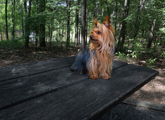 Wall Mural - When your Yorkie hears something in the forest