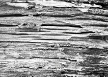 A Photography Of A Black And White Photo Of A Tree Trunk, A Black And White Photo Of A Tree Trunk With A Few Cracks.