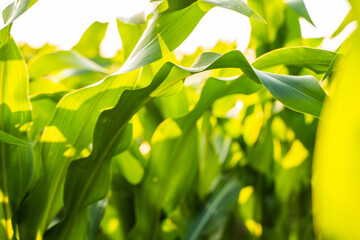 Wall Mural - Corn leaves in a corn plantation. Main focus on a maize leaves. Young and green corn field during the summer. Concept of agricultural, produce, maize and farming.