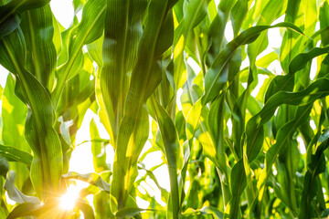 Wall Mural - Closeup view of maize corn leaves the agricultural plantation in the daylight. Young green cereal plant growing in the cornfield.