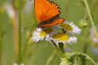 Motyl ,motyl na kwiecie ,barwny motyl , motyl na stokrotkach ,owad na kwiecie ,piękny motyl