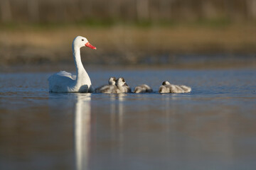 Wall Mural - Coscoroba swan with cygnets swimming in a lagoon , La Pampa Province, Patagonia, Argentina.