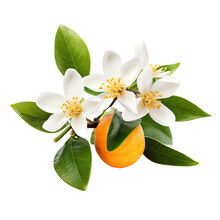 Blooming White Flowers And Buds Of An Orange Tree Isolated On White.