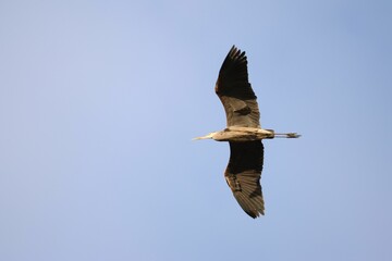 Sticker - Majestic great blue heron flying against a backdrop of a clear, azure sky