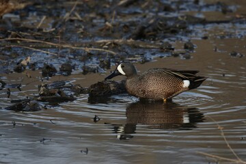 Poster - a duck sitting in shallow water next to some grass and dry grass