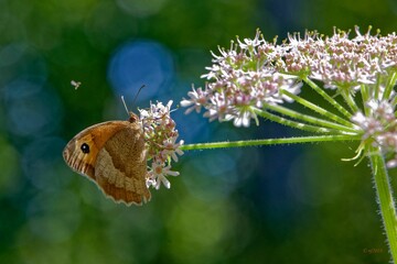 Sticker - Closeup of a butterfly perched atop vibrant wildflowers, with a soft, blurred background