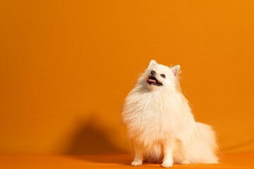 Wall Mural - Adorable white Spitz against an orange background.