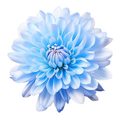 Wall Mural - Close up photo of a blue chrysanthemum, isolated on white background with clipping path, ideal for design purposes, showcasing the beauty of nature.