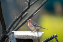 Male House Finch Perched Atop A Bird Feeder, Filled With Seeds. Haemorhous Mexicanus.