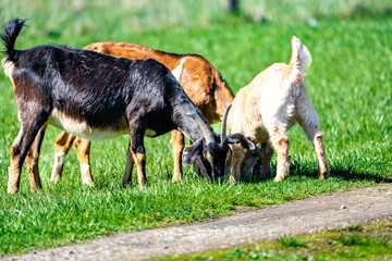 Poster - some very pretty goats eating grass on a hill side path