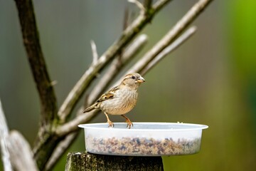 Poster - Female house sparrow eating seed on a feeder.