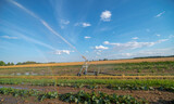 Fototapeta Tęcza - Podlewanie pola z warzywami dyniowatymi za pomocą systemu sprzyskiwaczy . Pod błekitnym niebem z chmurkami. Widoczna struga wody i mała tęcza . W pobliżu miejscowości Magonie ( świętokrzyskie) .