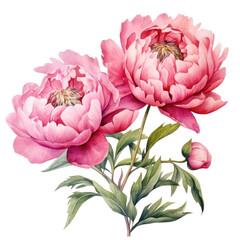Poster - Peony flowers in watercolor, pink hue against white backround.